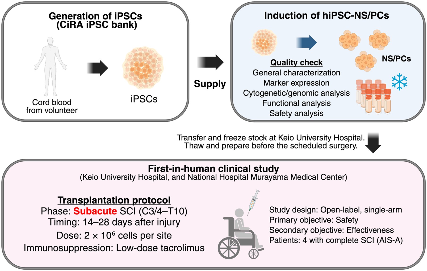 圖1：hiPSC-NS/PC制備及首次人體移植治療亞急性脊髓損傷。